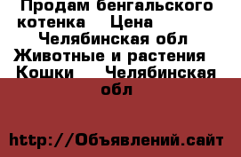 Продам бенгальского котенка  › Цена ­ 2 000 - Челябинская обл. Животные и растения » Кошки   . Челябинская обл.